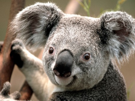 koala australien